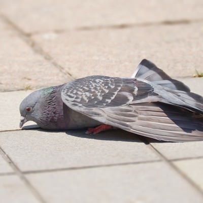 疲れた鳩の写真