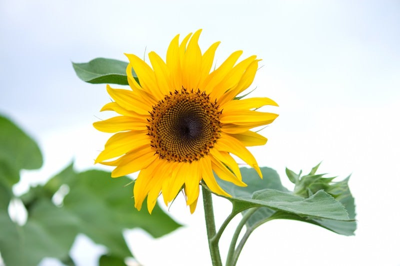 太陽の形のひまわりの写真