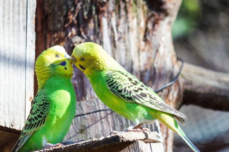 友だちだと思っていた彼に突然、唇を奪われたインコの写真