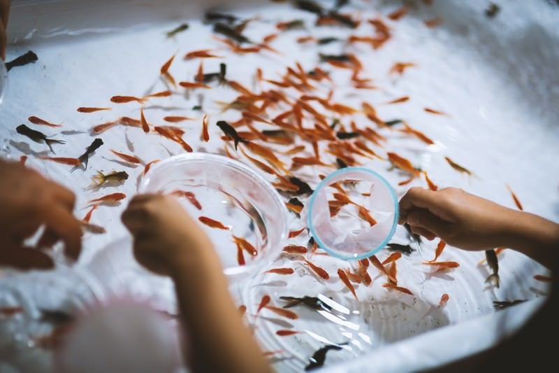 お祭りの金魚すくいの写真