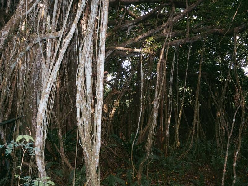 旧島民奥山邸跡地ガジュマルの気根の写真