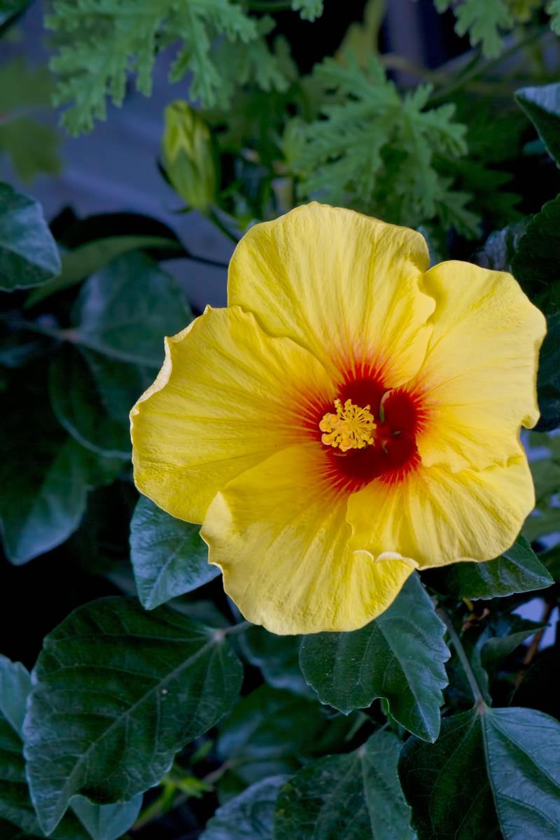 黄色いハイビスカスの花の写真