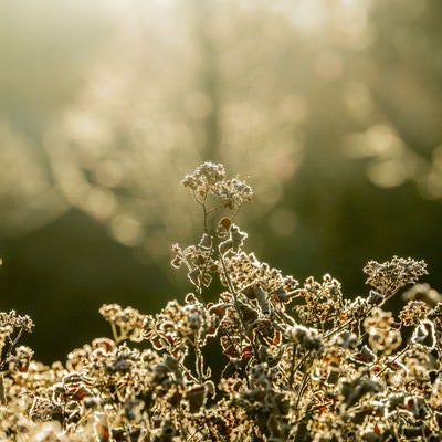 神々しい光を待つ木々の芽の写真