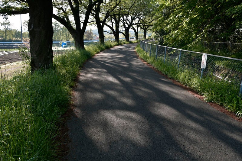 朝日が差し込む緑がある歩道の写真