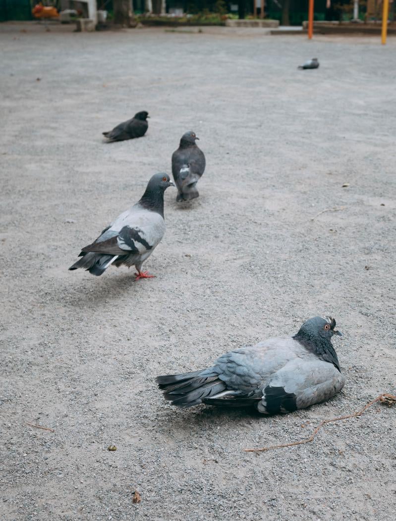 暑さで公園でおやすみ鳩の写真