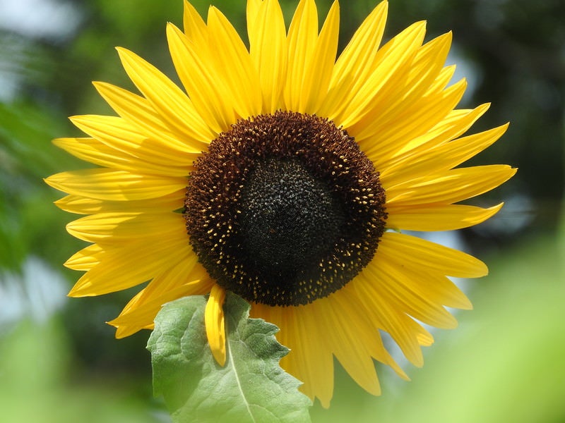 夏の日を浴びた向日葵の花びらの写真