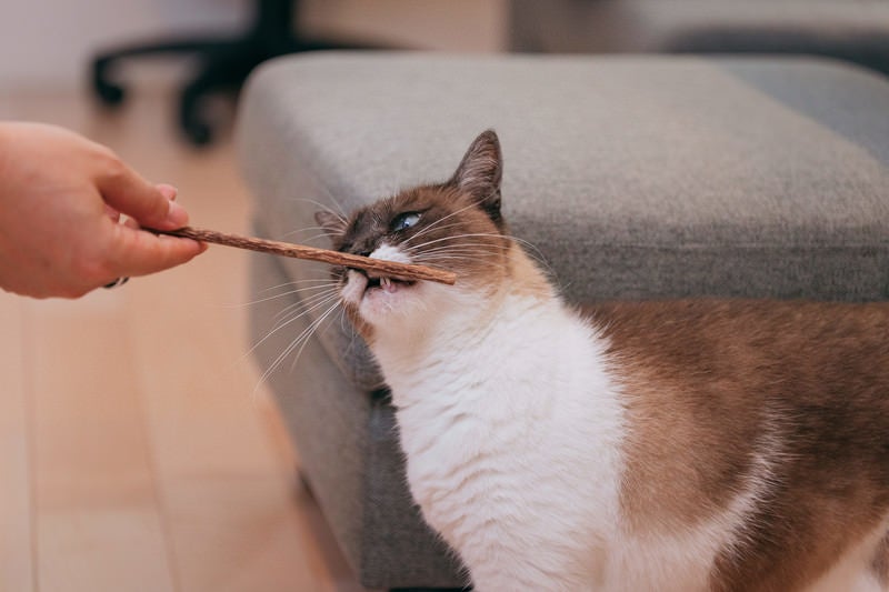 マタタビでヘロヘロな猫の写真