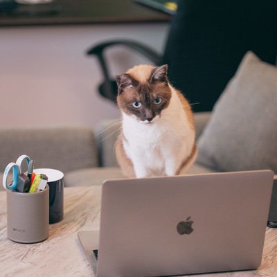 飼い主の代わりにデスクワーク中の猫の写真