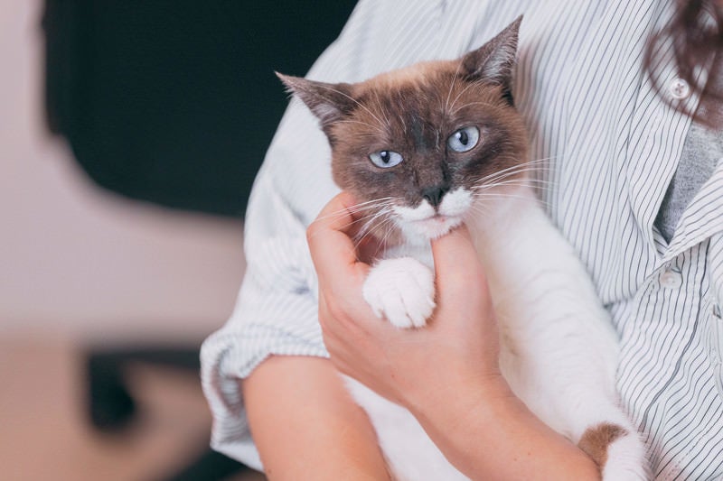 抱っこを鬱陶しがる猫の写真