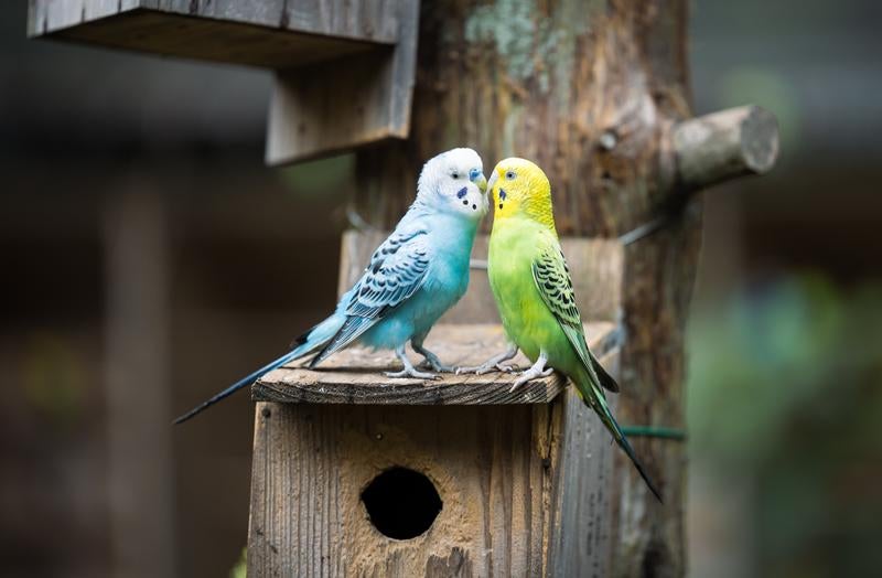 チュー鳥アルの写真