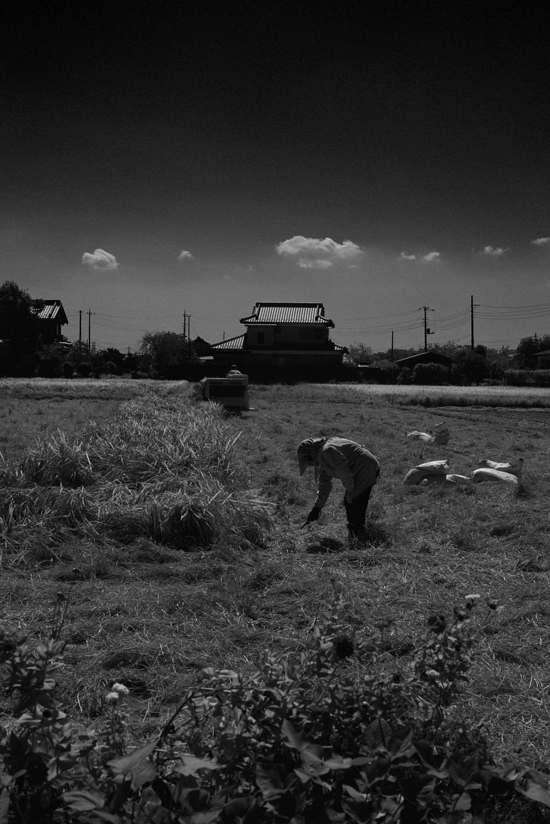 稲刈りの時期がはじまりましたの写真