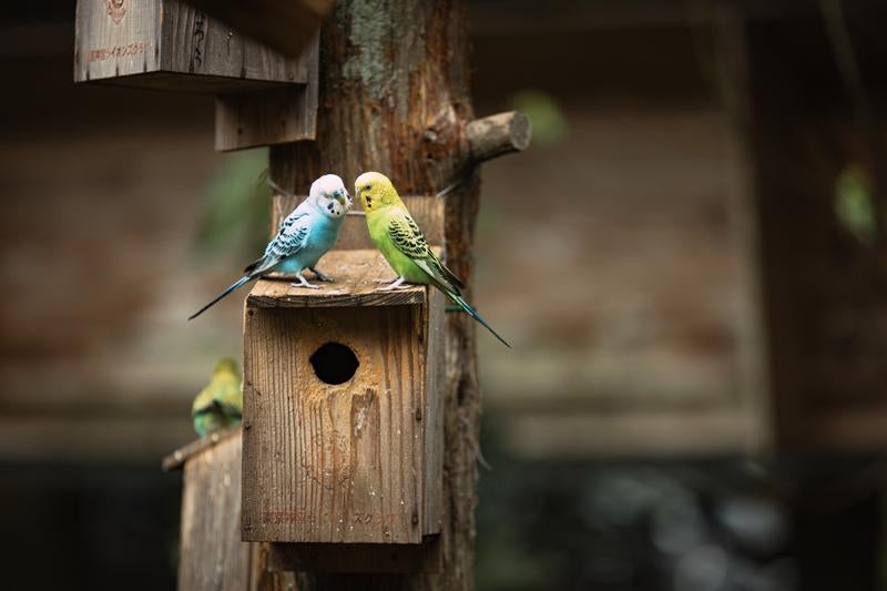 巣箱の上で愛を語らうインコの写真