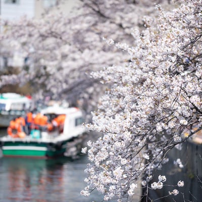 大岡川沿いの並木桜とお花見屋形船（大岡川桜まつり）の写真