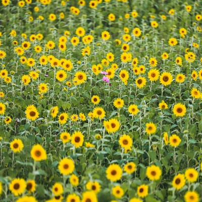 夏の向日葵畑の写真