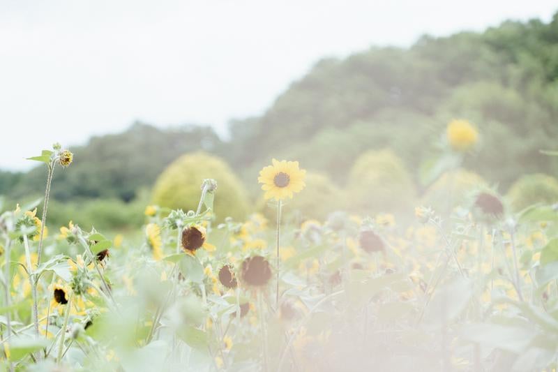 初夏のひまわりの写真