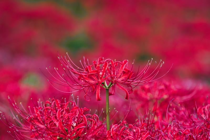 幻想的な赤の絨毯、蓑沢の彼岸花群生地の写真