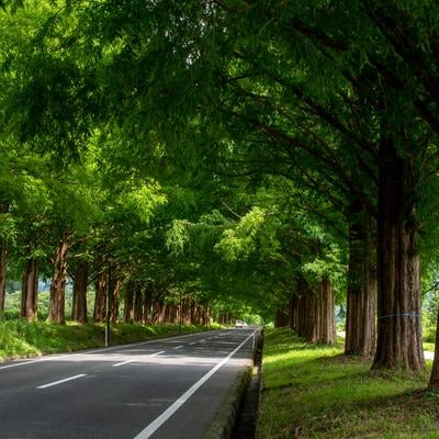 メタセコイア並木の枝葉の隙間から路面に落ちる夏の強い日差しの写真