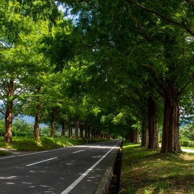 両側を果樹園などに囲まれた南側のマキノのメタセコイア並木の写真