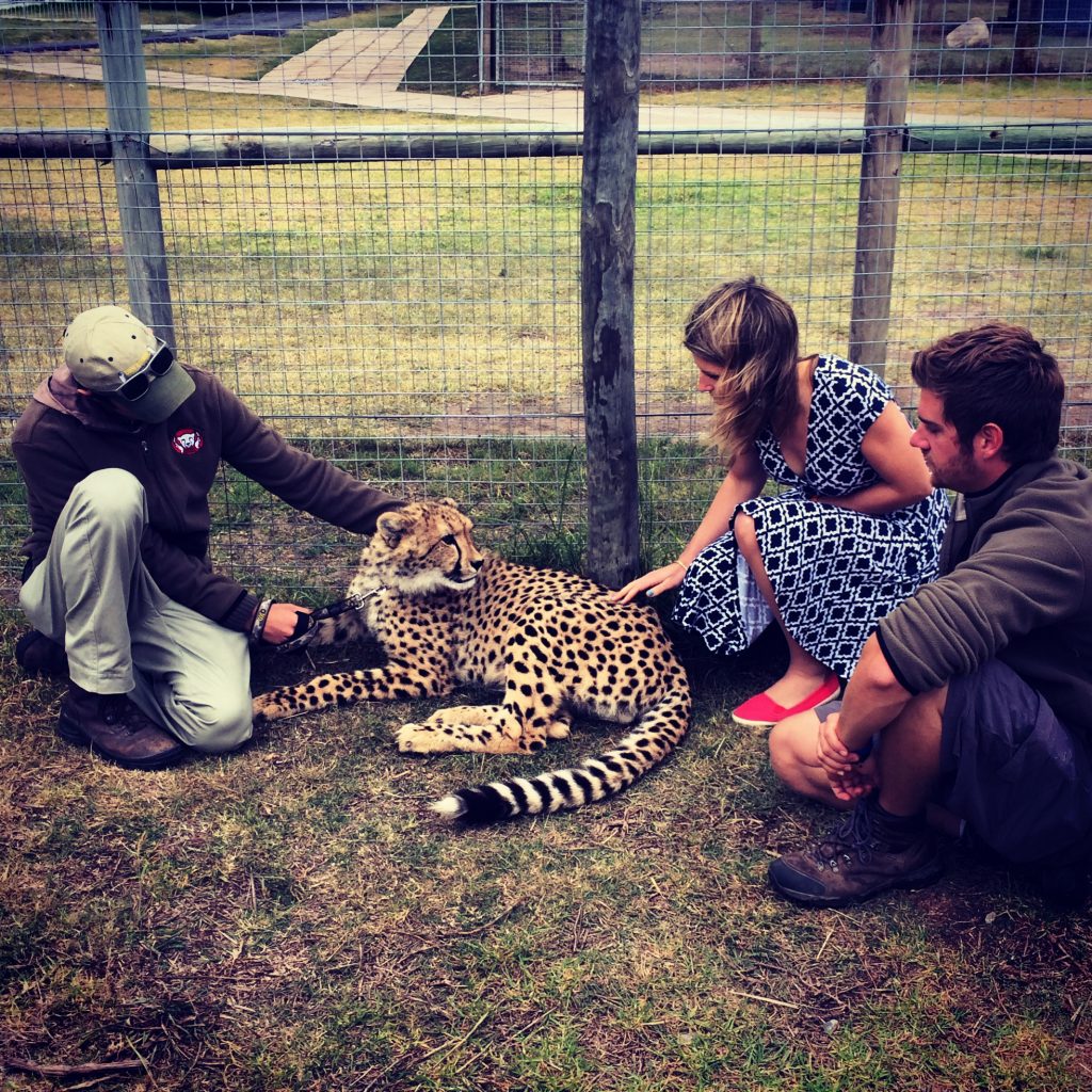 "Playing" with a cheetah cub 