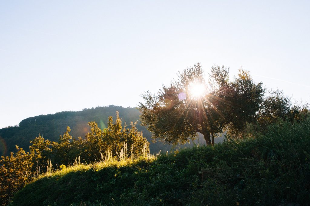 Afternoon light in the Istrian countryside