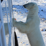 The bear as he rose up on his hind legs.