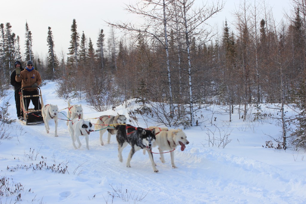 Dogsledding with Wapusk Adventures.