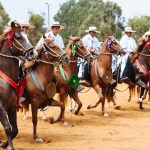 The skilled Peruvian Paso Horse