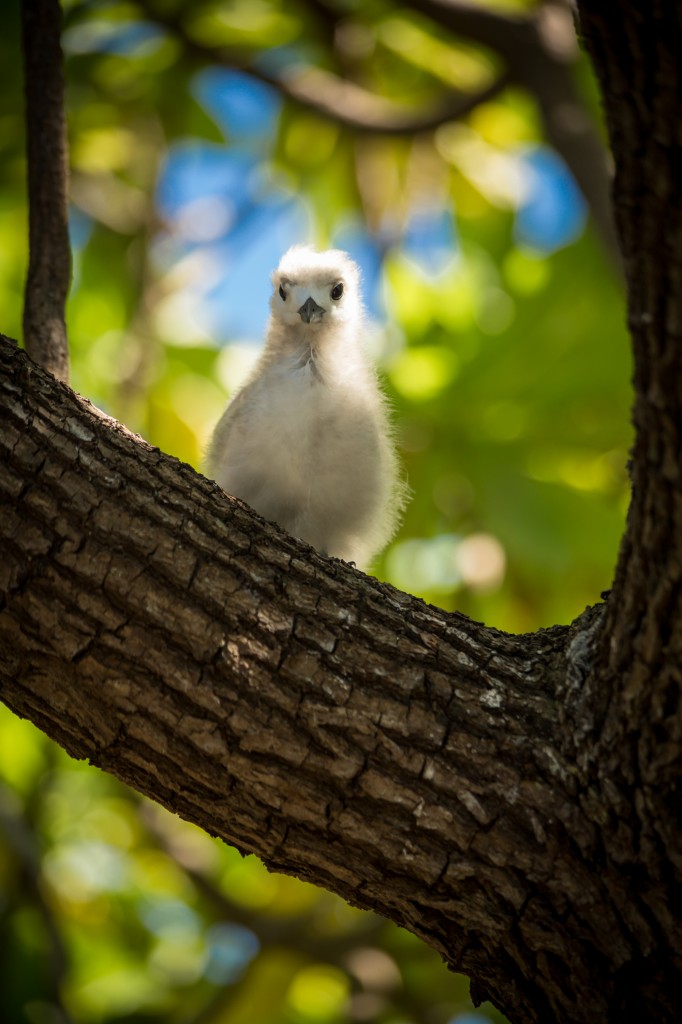 Bird Island, Tikehau