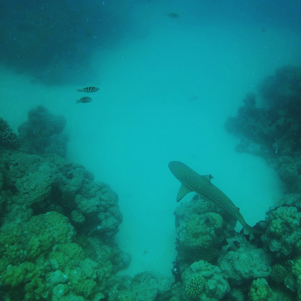 Snorkeling in Rangiroa