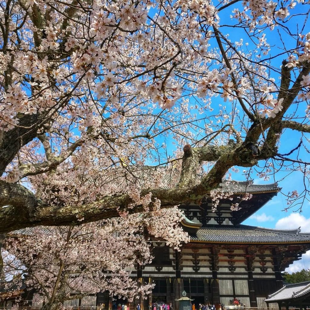 Todaiji Temple in Nara, photo credit: @orslnsight