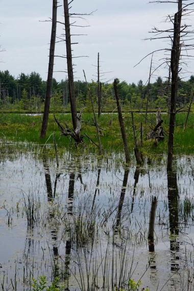 Emmon's Pond Bog