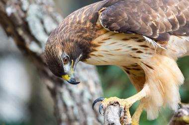 Delaware Otsego Audubon Soc. Sanctuary