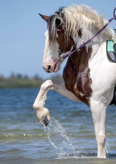 C Ponies Beach Horses