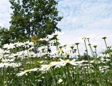 Planting Fields Arboretum State Historic Park, Oyster Bay - 45 minutes From NYC