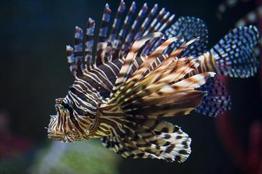 Long Island Aquarium & Exhibition Center, Riverhead - 1 hour 30 min From NYC