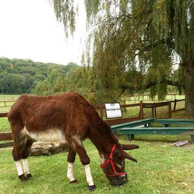 Catskill Animal Sanctuary, Saugerties - 2 hours From NYC