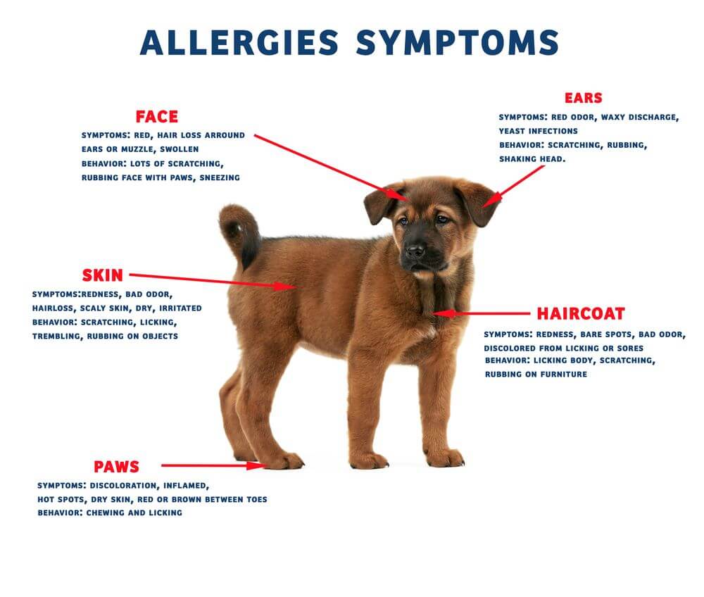 Dog Allergies Symptoms • Tips & Tricks for Pets