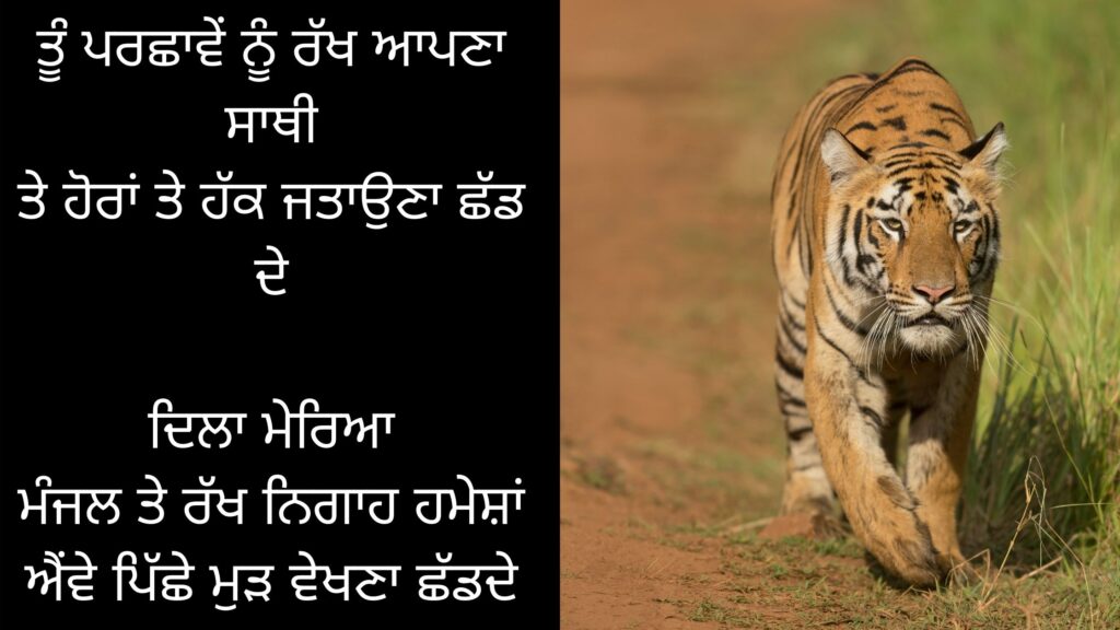 move in life with postivity punjabi shayari