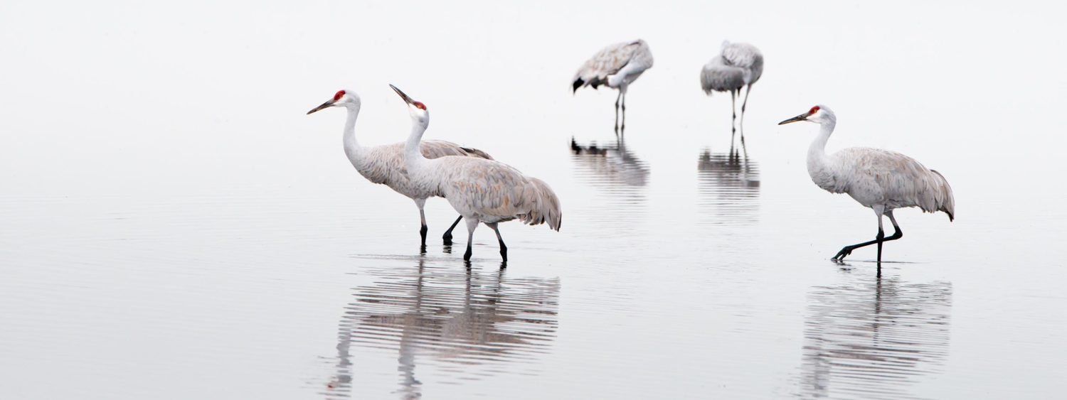 Sandhill Cranes in the waters