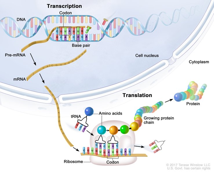 Transcription And Translation For Dummies