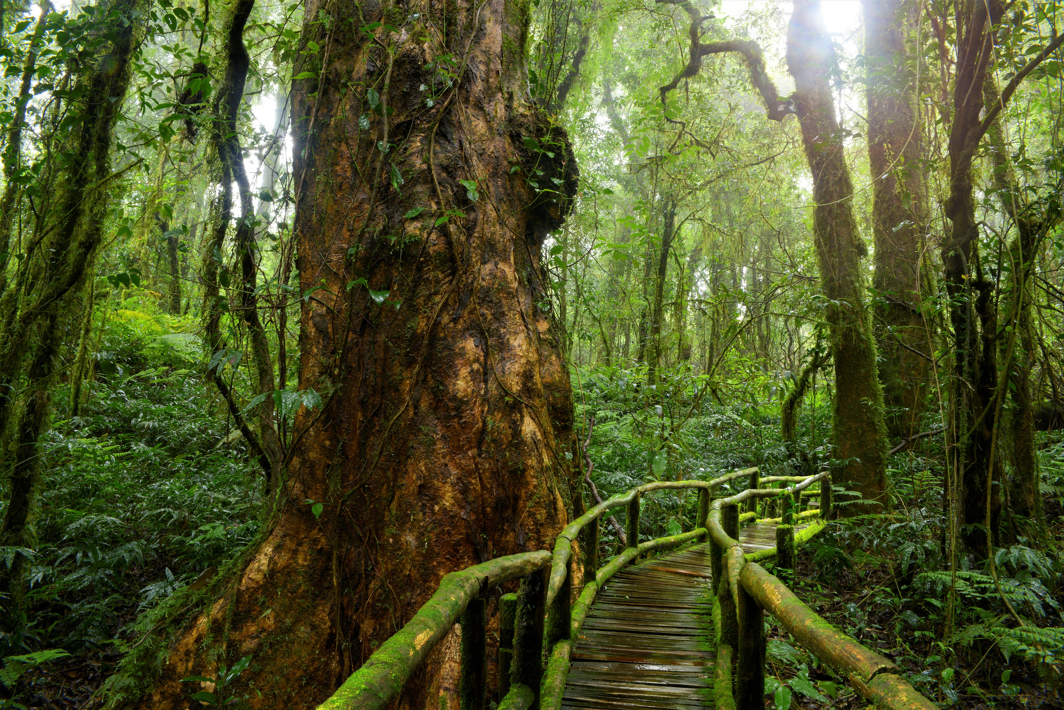 wooden, greenery, jungle, man made, bridge, forest, rainforest, tropical, bridges