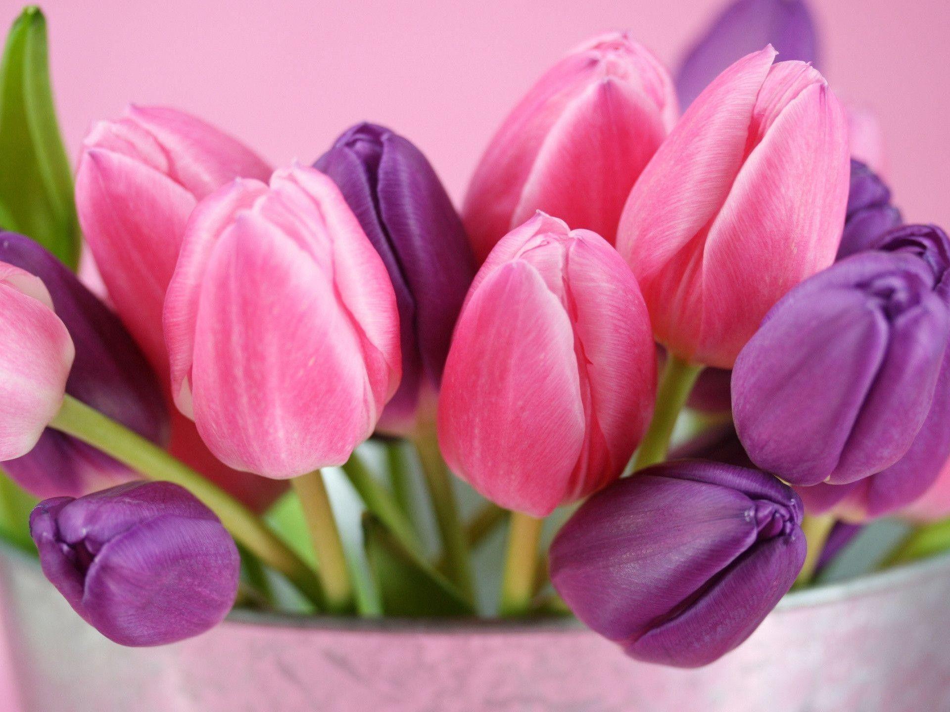 Download Blush Pink Tulips HD Wallpaper  Wallpaperscom