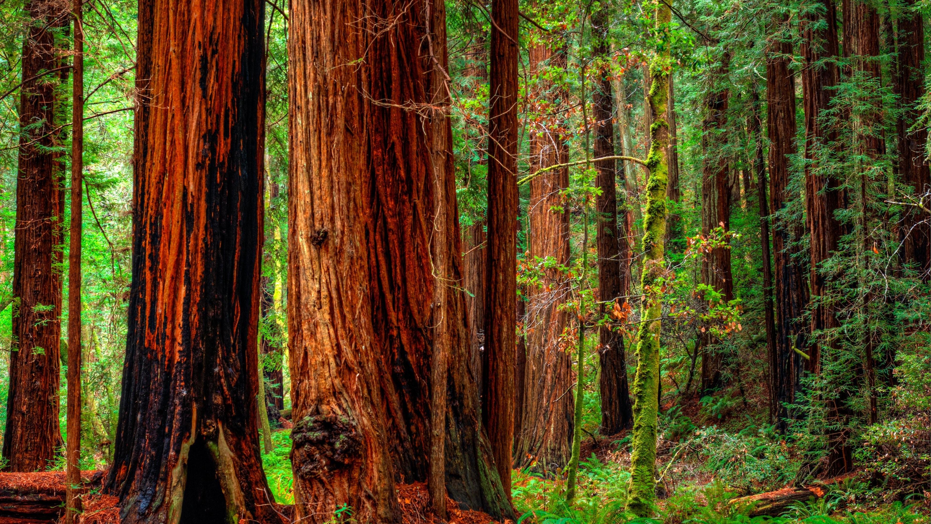 Giant Redwoods National Park