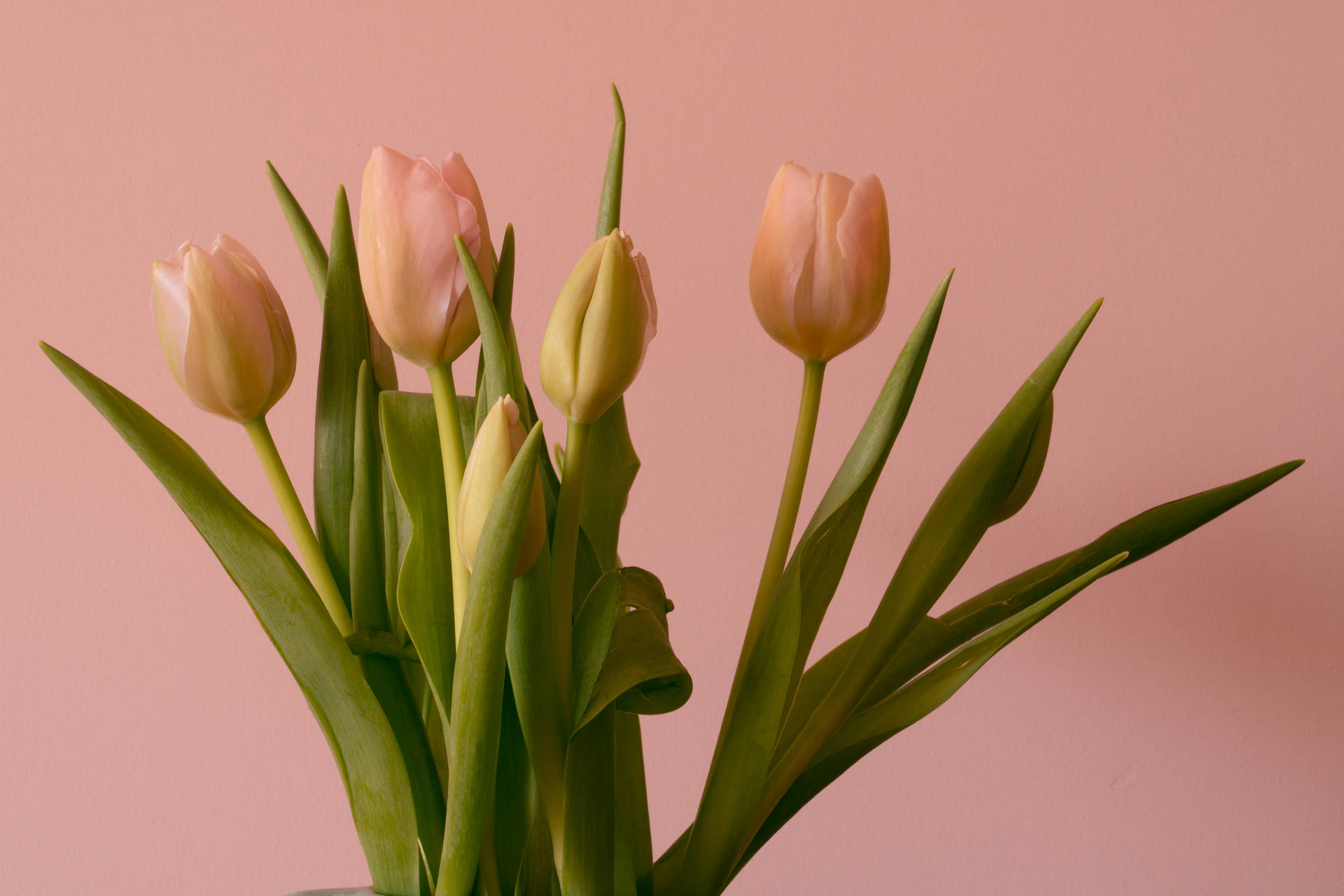 Pink Tulip Pictures  Download Free Images on Unsplash