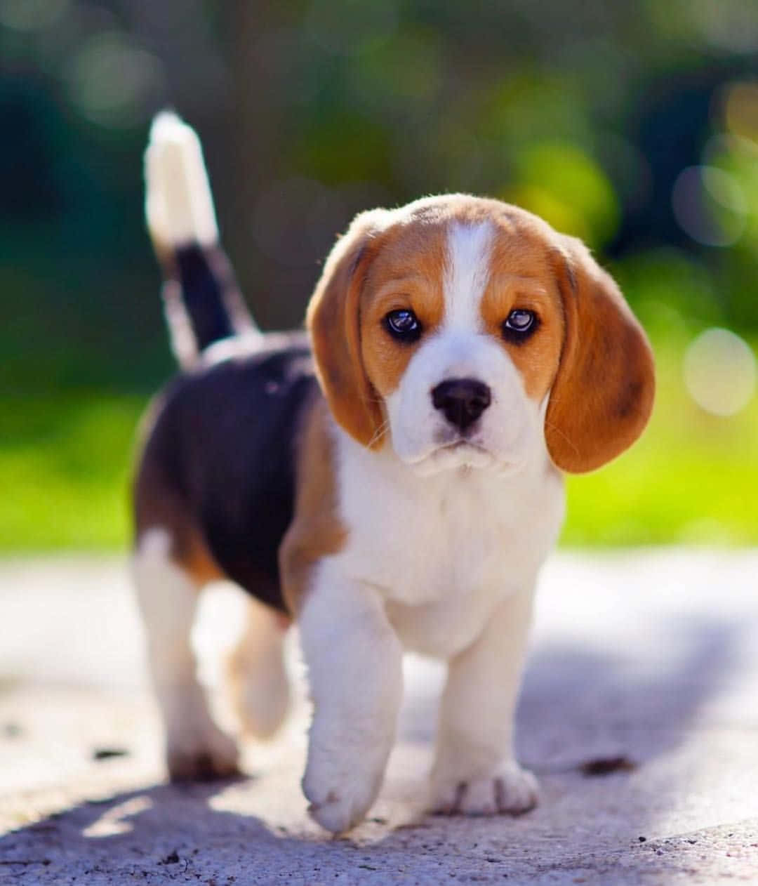 Cute Beagle Puppy