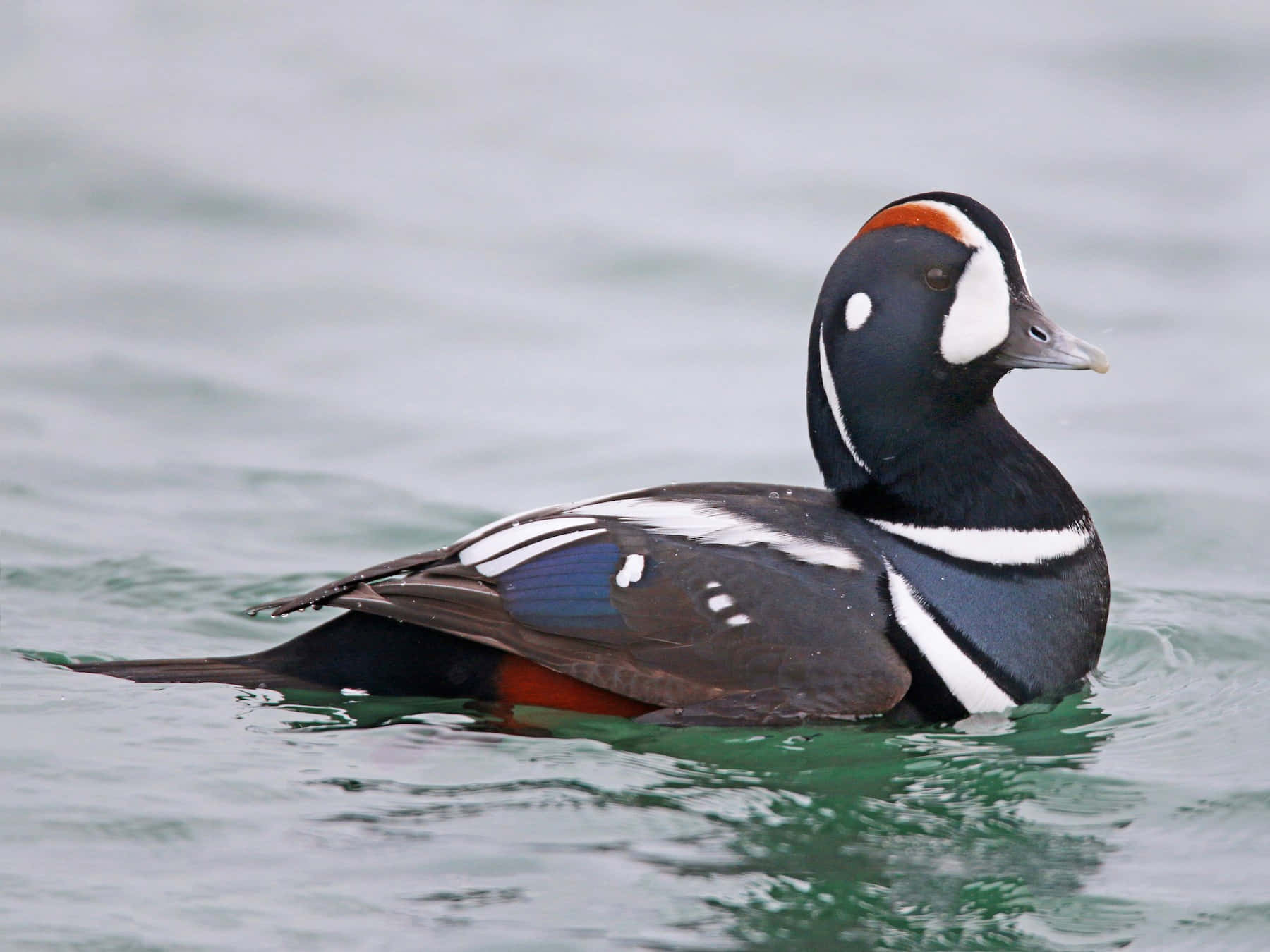 Download Harlequin Duck Swimming Wallpaper | Wallpapers.com