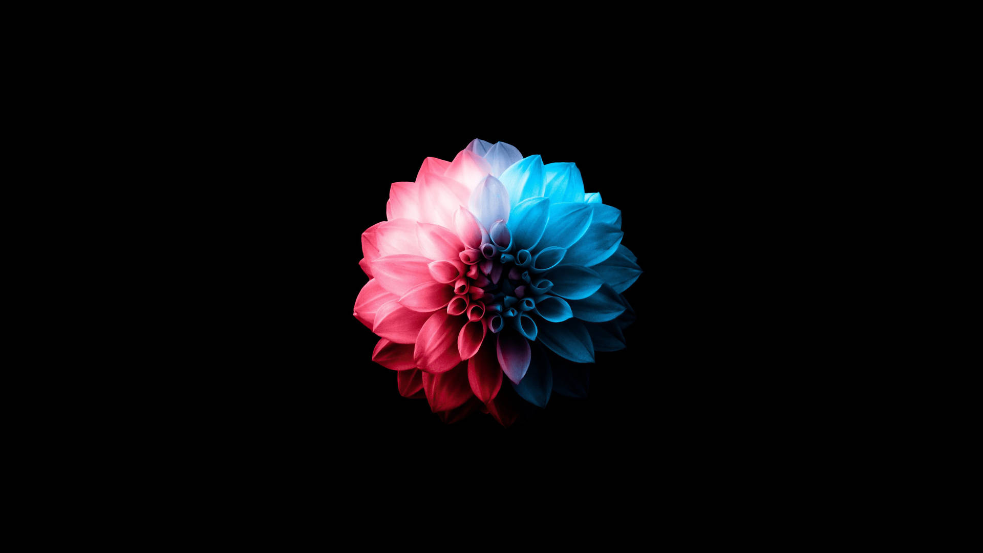 OLED 4k Red And Blue Flower Wallpaper - Download: \