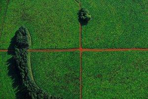 nature, Aerial View, Field, Trees, Landscape