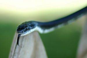 nature, Snake, Animals, Reptile, Depth Of Field, Macro