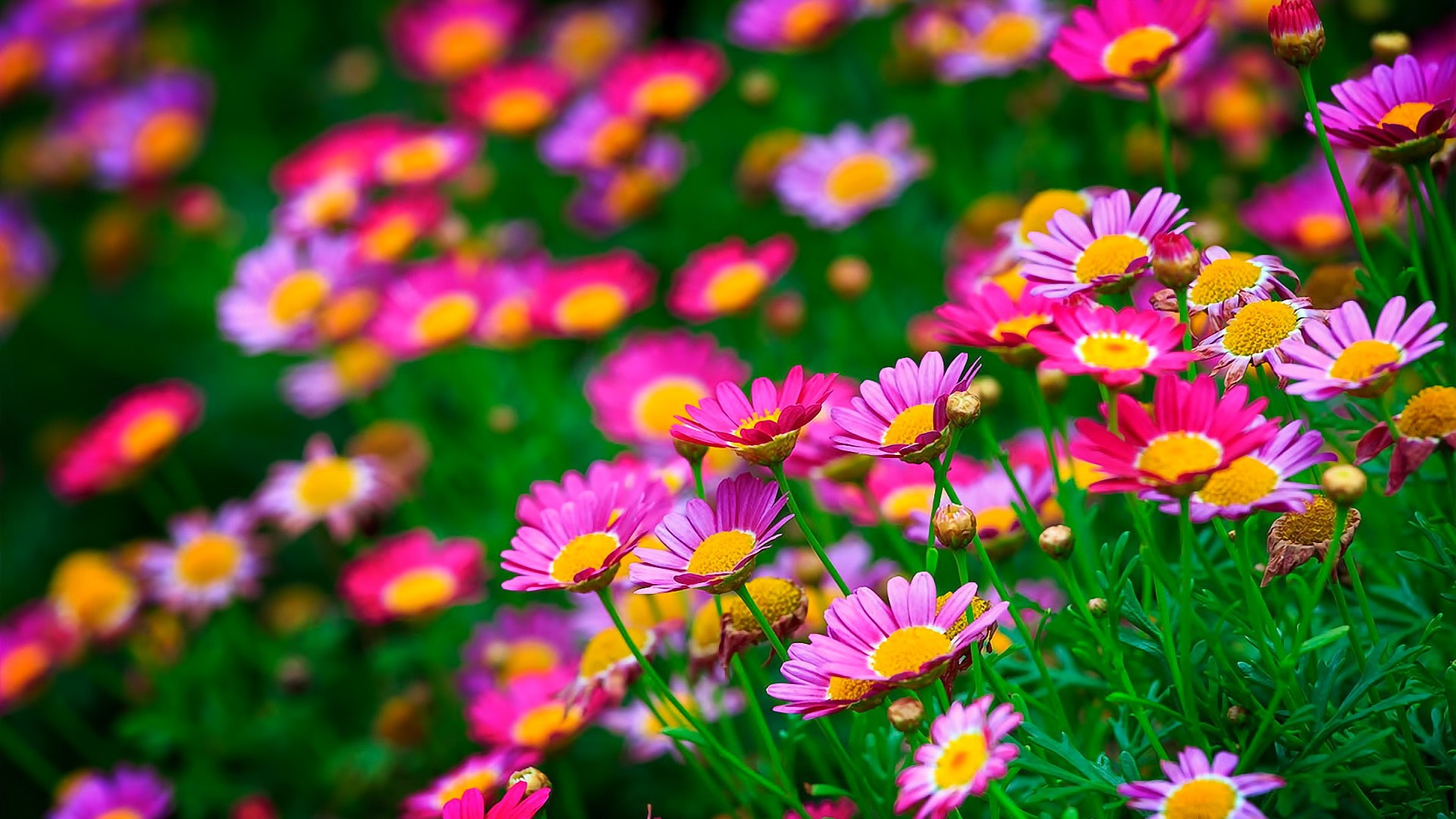 flowers, Nature, Pink Flowers Wallpapers HD / Desktop and Mobile